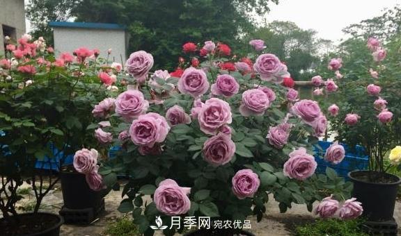 養月季，澆水很關(guān)鍵，學(xué)會(huì )這2個(gè)“竅門(mén)”，枝繁葉茂花滿(mǎn)枝！(圖2)