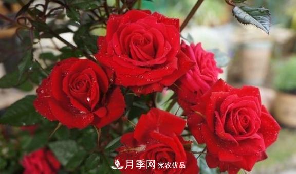 養月季，澆水很關(guān)鍵，學(xué)會(huì )這2個(gè)“竅門(mén)”，枝繁葉茂花滿(mǎn)枝！(圖1)