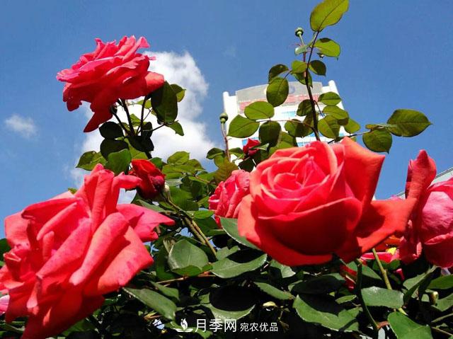 云南昆明“路路生花” 為文明城市持續“加碼”(圖1)