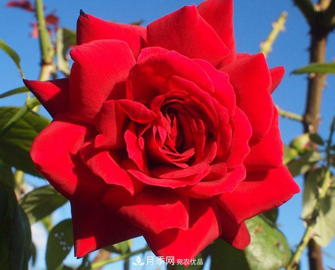紅衣主教大花月季，花型漂亮，非常耐開(kāi)(圖1)