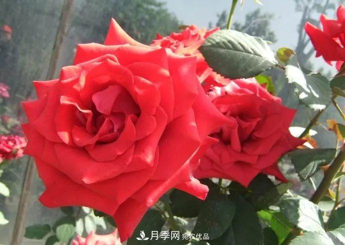 紅衣主教大花月季，花型漂亮，非常耐開(kāi)(圖2)