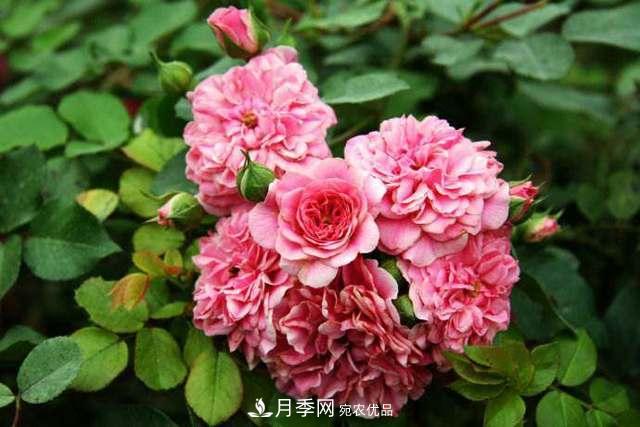 月季界的4大開(kāi)花品種，養2種就擁有一個(gè)花園(圖5)