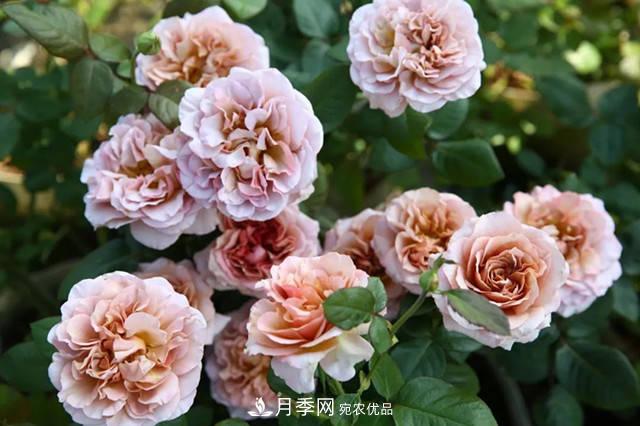 10種復古色月季，氣質(zhì)炸裂！花友值得入手！(圖1)