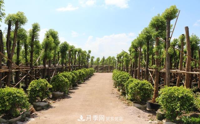 苗木人要知道 未來(lái)苗木5大發(fā)展趨勢(圖1)