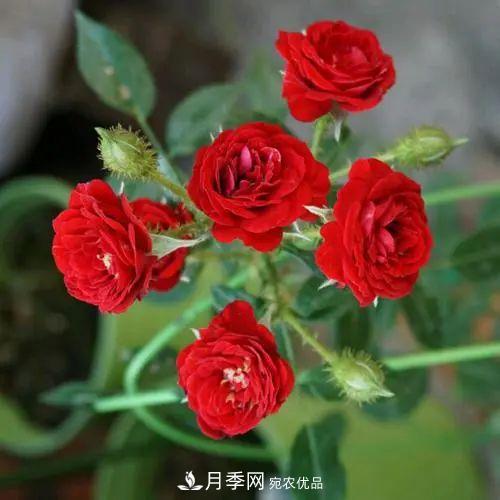 5種適合種在陽(yáng)臺的月季，生病幾率小，開(kāi)花有特色(圖1)