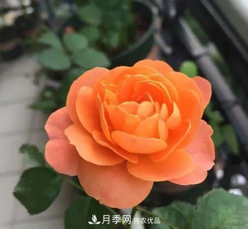 5種適合種在陽(yáng)臺的月季，生病幾率小，開(kāi)花有特色(圖2)
