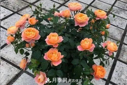 5種適合種在陽(yáng)臺的月季，生病幾率小，開(kāi)花有特色(圖4)