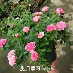 5種適合種在陽(yáng)臺的月季，生病幾率小，開(kāi)花有特色(圖6)