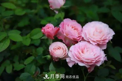 5種適合種在陽(yáng)臺的月季，生病幾率小，開(kāi)花有特色(圖5)