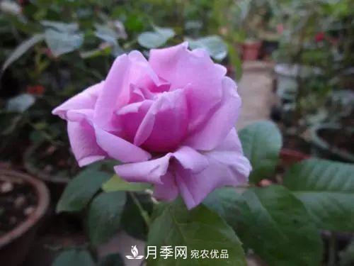 5種適合種在陽(yáng)臺的月季，生病幾率小，開(kāi)花有特色(圖8)