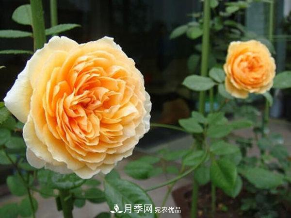 推薦4種優(yōu)秀藤本月季，開(kāi)花多一開(kāi)就停不下來(lái)(圖3)