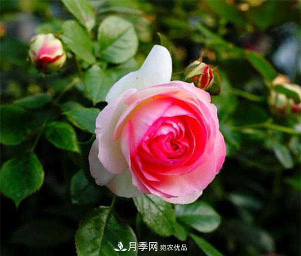 推薦4種優(yōu)秀藤本月季，開(kāi)花多一開(kāi)就停不下來(lái)(圖4)