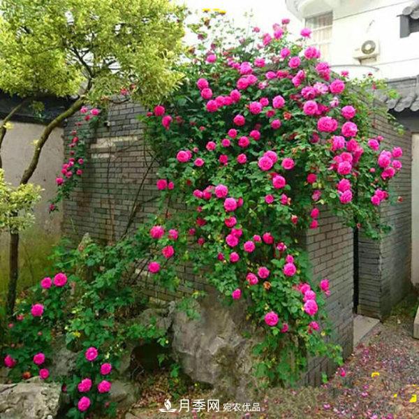 推薦4種優(yōu)秀藤本月季，開(kāi)花多一開(kāi)就停不下來(lái)(圖2)