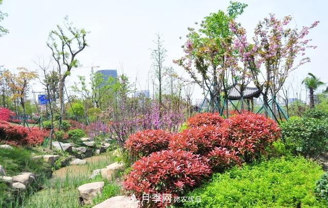 這些中國著(zhù)名苗木產(chǎn)地你知道幾個(gè)？值得收藏！(圖1)