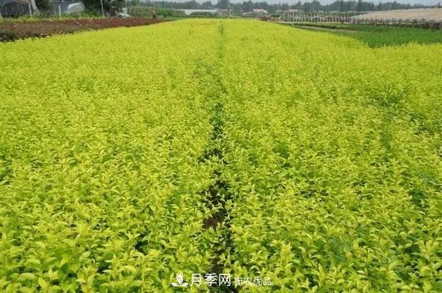 這些中國著(zhù)名苗木產(chǎn)地你知道幾個(gè)？值得收藏！(圖3)