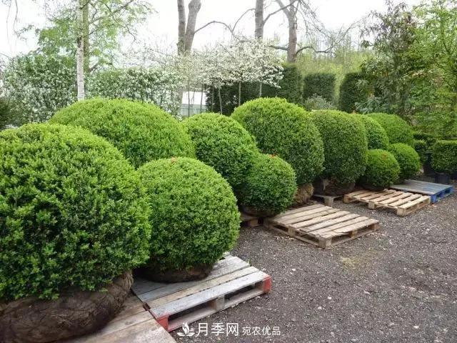 這些中國著(zhù)名苗木產(chǎn)地你知道幾個(gè)？值得收藏！(圖6)