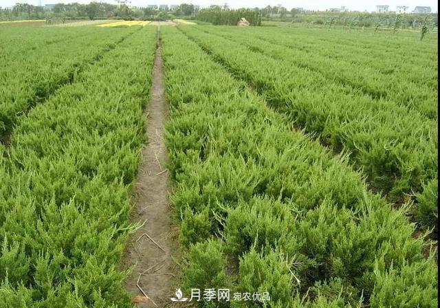 這些中國著(zhù)名苗木產(chǎn)地你知道幾個(gè)？值得收藏！(圖4)