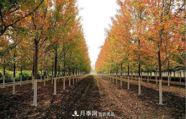 這些中國著(zhù)名苗木產(chǎn)地你知道幾個(gè)？值得收藏！(圖5)