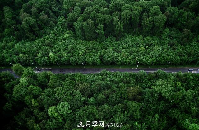 2020年度全國苗木供需分析報告，這些苗木市場(chǎng)需求大(圖1)