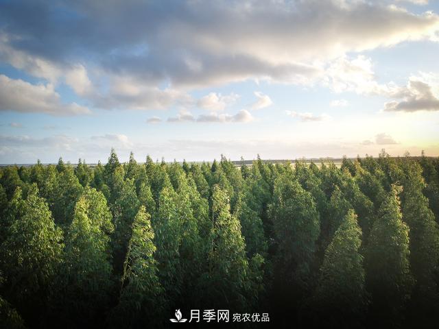2020年度全國苗木供需分析報告，這些苗木市場(chǎng)需求大(圖2)