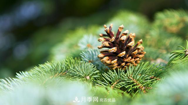 2020年度全國苗木供需分析報告，這些苗木市場(chǎng)需求大(圖5)