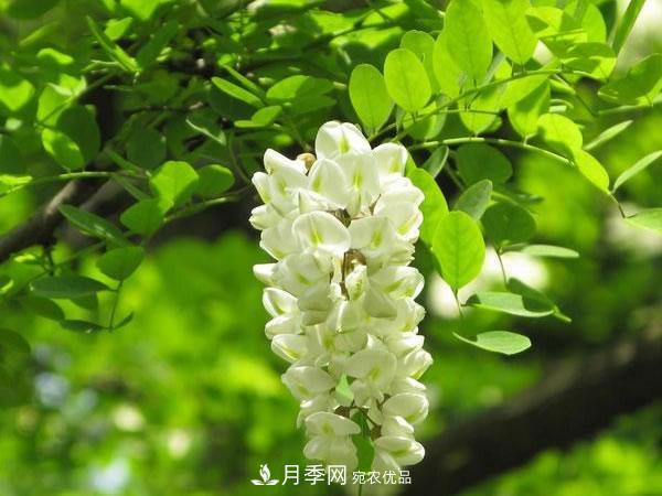 2020年度全國苗木供需分析報告，這些苗木市場(chǎng)需求大(圖3)