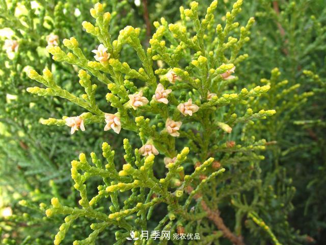 2020年度全國苗木供需分析報告，這些苗木市場(chǎng)需求大(圖4)