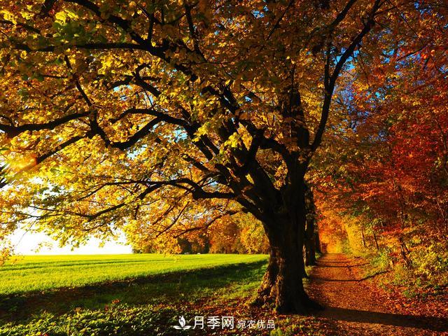 2020年度全國苗木供需分析報告，這些苗木市場(chǎng)需求大(圖7)