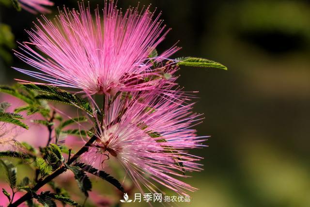 2020年度全國苗木供需分析報告，這些苗木市場(chǎng)需求大(圖6)