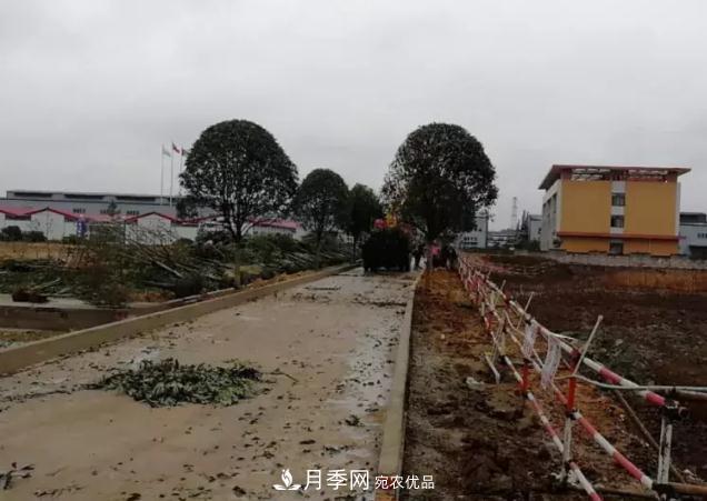 綠化工程苗木價(jià)格計算辦法(圖2) 綠化工程苗木價(jià)格計算辦法(圖2)