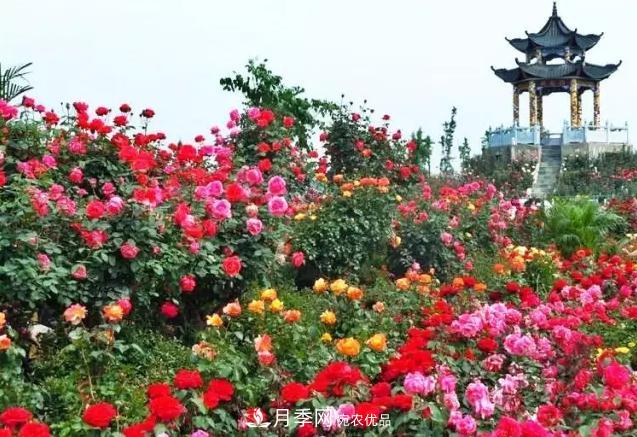 南陽(yáng)旅游大發(fā)展：月季樹(shù)藝 齊爭芬芳 百花開(kāi)放 滿(mǎn)園春色(圖1)