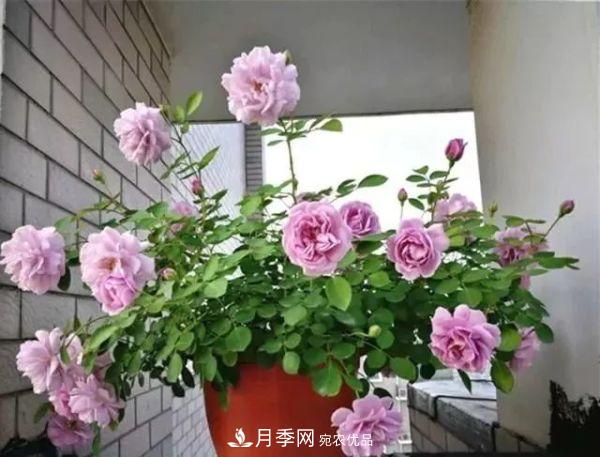 養月季施肥牢記“3要2不要”，月季猛爆壯筍，花開(kāi)連成片！(圖2)