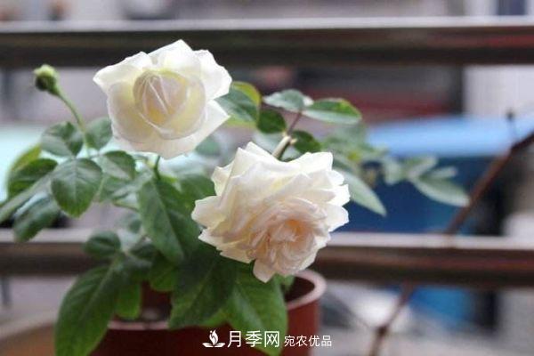 什么樹(shù)可以嫁接月季花？月季嫁接有什么好處？(圖3)