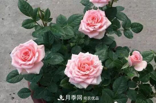 什么樹(shù)可以嫁接月季花？月季嫁接有什么好處？(圖5)