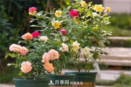什么樹(shù)可以嫁接月季花？月季嫁接有什么好處？(圖4)
