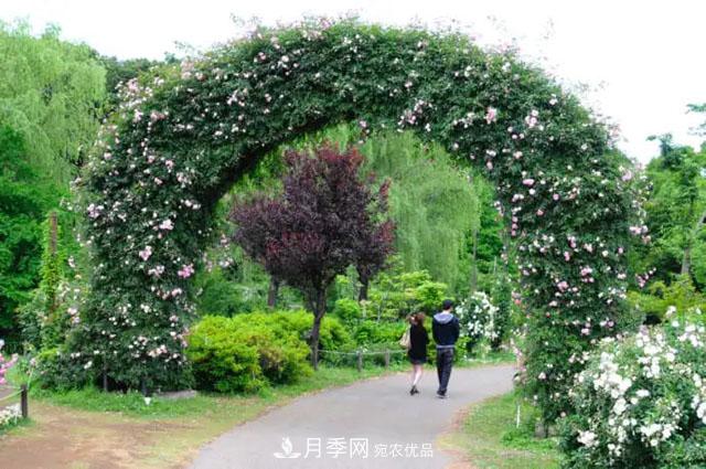 談?wù)劕F代月季在園林景觀(guān)中的應用(圖3)