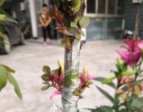 青島路邊用月季美化，開(kāi)的月季花比拳頭大，原來(lái)是月季嫁接的薔薇(圖5)