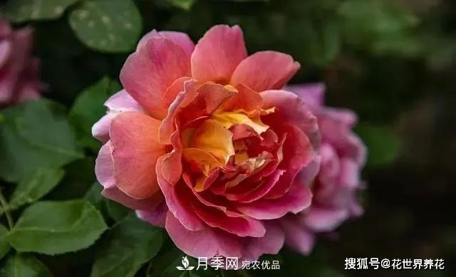 養月季就要用淺盆，月季開(kāi)花不好換個(gè)盆，天天爆花(圖3)