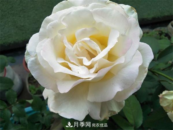 大花月季有多少個(gè)品種？大花月季品種大全！(圖8)