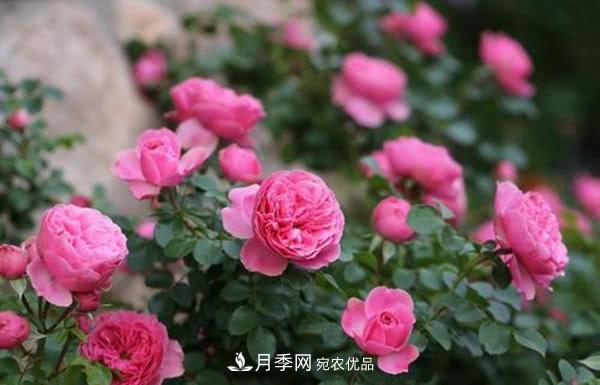 達芬奇“粉色月季”令人驚艷，生長(cháng)快開(kāi)花重瓣，開(kāi)花太美(圖2)