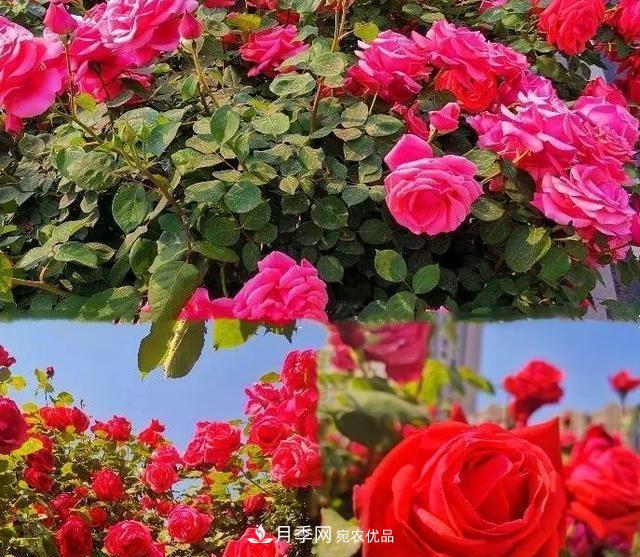 山東濟南歷城區唐冶西路的樹(shù)狀月季花?！懊廊缙G”(圖2)