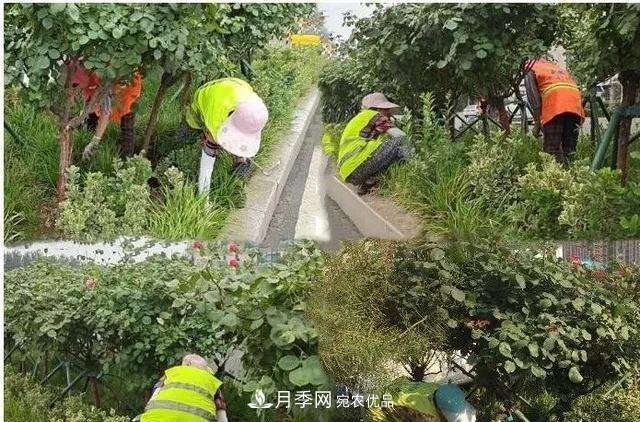 山東濟南歷城區唐冶西路的樹(shù)狀月季花?！懊廊缙G”(圖4)