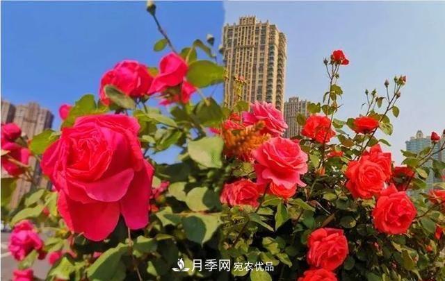 山東濟南歷城區唐冶西路的樹(shù)狀月季花?！懊廊缙G”(圖1)