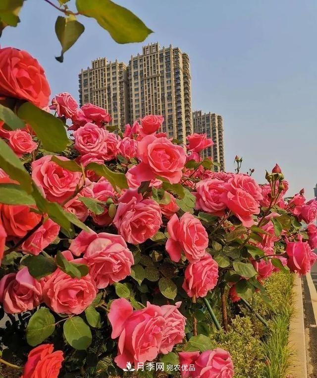 山東濟南歷城區唐冶西路的樹(shù)狀月季花?！懊廊缙G”(圖5)