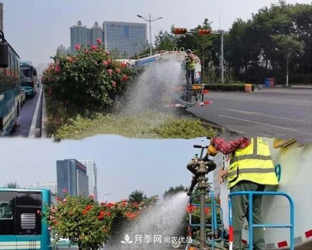 山東濟南歷城區唐冶西路的樹(shù)狀月季花?！懊廊缙G”(圖3)