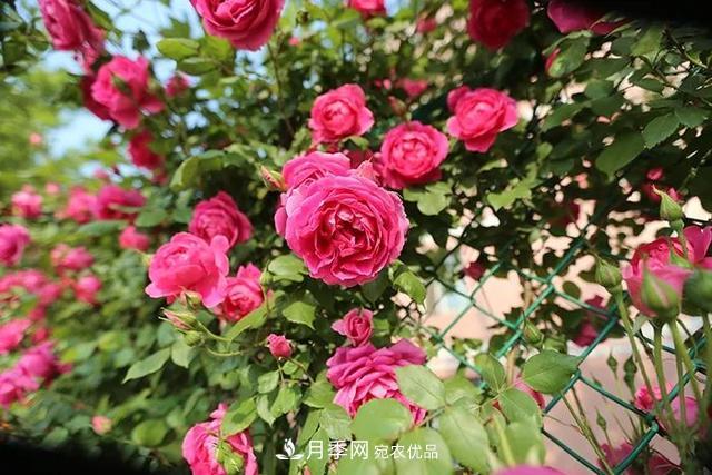 月季夏季的養護要點(diǎn)(圖1)