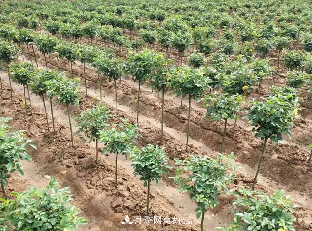 青海樹(shù)狀月季苗圃培育，月季嫁接栽培技術(shù)(圖2)