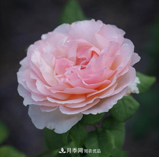 月季達人分享2個(gè)養護小技巧，新人入月季坑輕松學(xué)(圖1)