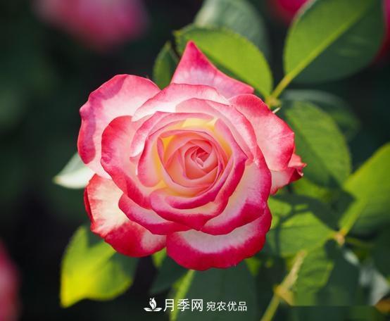 月季達人分享2個(gè)養護小技巧，新人入月季坑輕松學(xué)(圖2)