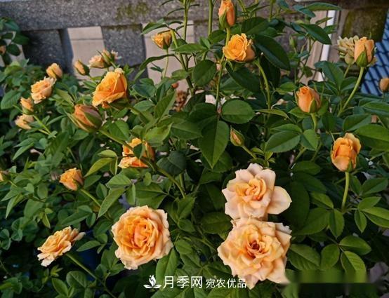 月季達人分享2個(gè)養護小技巧，新人入月季坑輕松學(xué)(圖3)